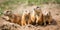 A group of prairie dogs popping in and out of their burrows on the grassy plain, concept of Burrow dwellers