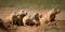A group of prairie dogs popping in and out of their burrows on the grassy plain, concept of Burrow dwellers