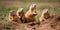 A group of prairie dogs popping in and out of their burrows on the grassy plain, concept of Burrow dwellers