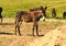 Group on the prairie grazing donkey