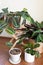 Group of prayer plants maranta and calathea