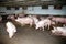 Group of pregnant domestic sows