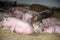 Group of pregnant sows laying on fresh hay in the barn