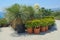 Group of prepared for trendy landscaping lush oversized potted Dragon trees and Crassula ovata in plastic pots in garden centre.