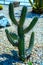 Group of prepared for trendy landscaping oversized potted Golden Barrel Cactuses or Echinocactus grusonii in plastic