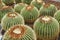 Group of prepared for trendy landscaping oversized potted Golden Barrel Cactuses or Echinocactus grusonii in plastic pots i