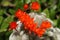 A group of pretty flowering Cactus, Rebutia lima naranja.