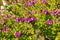 Group of pretty purple flowers in the garden with deep lush green leaves