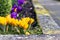 Group of pretty purple and yellow crocus under the bright sun in springtime.