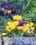 Group of pretty purple and yellow crocus under the bright sun in springtime.
