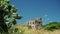 Group of prickly pears with ruins in the background in a countryside landscape