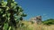 Group of prickly pears with ruins in the background in a countryside landscape