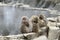 Group of primates sitting at a tranquil pond in winter