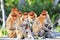 Group of Proboscis Monkeys