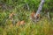 Group of Proboscis Monkeys (Nasalis larvatus) endemic of Borneo