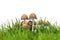 Group of psathyrella mushrooms on fresh grass