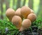 Group of puffball mushrooms