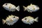 Group of puffers on black background., Fish., Underwater animals