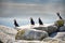 Group of puffin birds on a rock ledge on the ocean