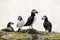 Group of Puffin Seabirds