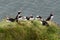 A group of puffins