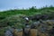 Group of Puffins