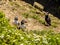 A group of Puffins on the cliff top on Skomer Island breeding ground for Atlantic Puffins