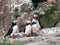 Group of Puffins on the Farne Islands