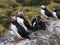 Group of Puffins on the Farne Islands