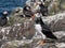 Group of Puffins on the Farne Islands