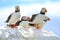 A group of puffins sat on a wall
