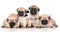 Group of pug puppies on white background