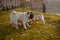 A group of pugs with a funny look sniffing in the green grass