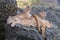 Group of puma cubs lying on the rocks and resting in the safari