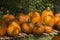 Group of pumpkins line table