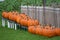Group of Pumpkins and Wooden Fencing
