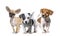 Group of puppies, dogs, Jack russel terrier and chihuahua standing in a row