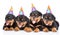 Group of puppies Rottweiler with birthday hats. isolated on white