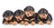 Group of puppies Rottweiler lying together in front view.