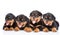 Group of puppies Rottweiler lying together in front view. Isolated