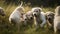 a group of puppies running in a field of grass with their mouths open and their heads down, with one puppies running in front of