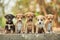 Group of Puppies Sitting Together. Generative AI