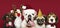 Group of puppies wearing Christmas costumes