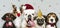 Group of puppies wearing Christmas costumes