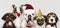 Group of puppies wearing Christmas costumes to celebrate Christmas