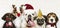 Group of puppies wearing Christmas costumes to celebrate Christmas