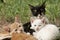 Group of puppy cats resting