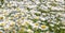 Group of pure white fine chamomile flowers