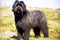 Group purebred beautiful dog breed Bouvier de Flandres, background nature.