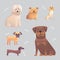 Group of purebred dogs. Illustration for dog training courses